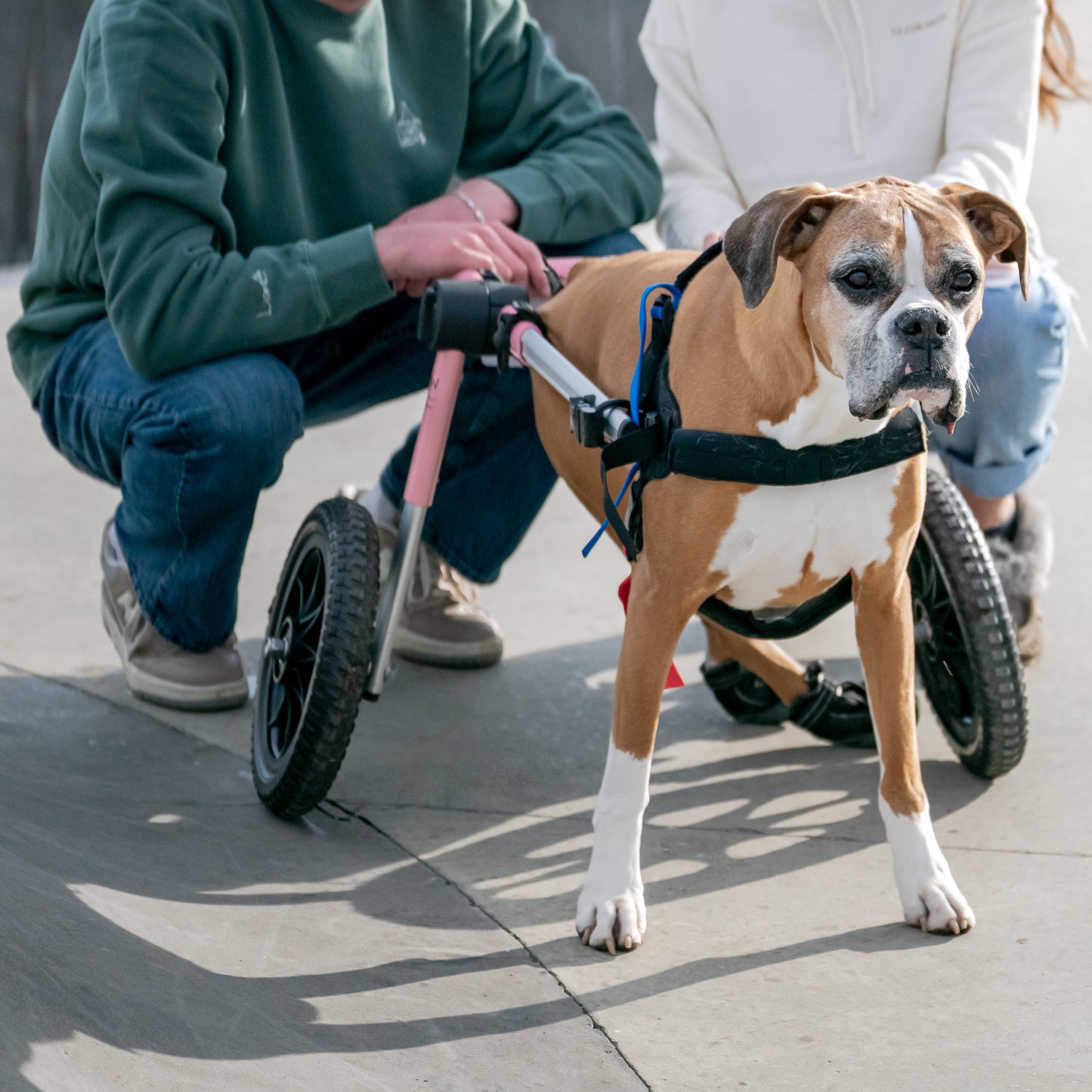 More Than a Best Friend Sweatshirt:  Men's / Unisex Vintage Dye Crewneck Sweatshirt -  ALPINE GREEN  |  River of Resilience Logo